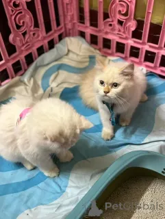 Фото №4. Продам персидскую в Хельсинки частное объявление, из приюта - цена 51022₽