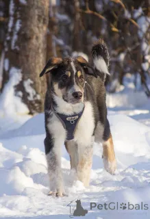 Фото №1. беспородная - купить в Химках за Бесплатно. Объявление №165827