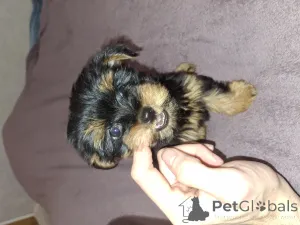 Дополнительные фото: Обаятельные щенки Йоркширского Терьера