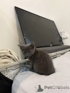 Фото №1. русская голубая - купить в Антверпен за Бесплатно. Объявление №154077