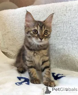 Фото №3. Маленькая полосатая кото-рысь ищет дом. Россия