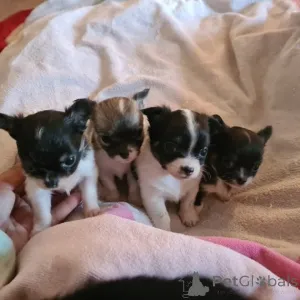 Фото №1. чихуахуа - купить в Берлине за договорная. Объявление №164287