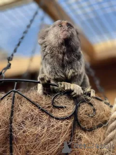 Фото №2 к объявлению №165463 о продаже  - купить в Бельгии 