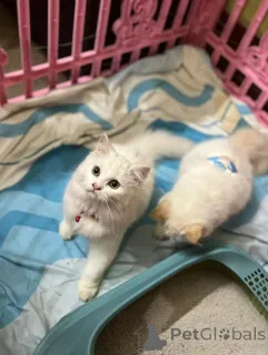 Фото №3. Продается милый очаровательный маленький персидский кот, свяжитесь с WhatsApp. Финляндия