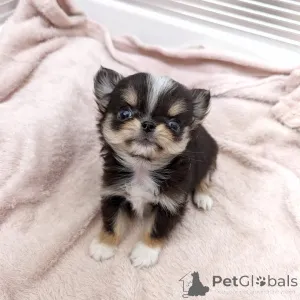 Дополнительные фото: В наличии щенки чихуахуа. На продажу обращайтесь в WhatsApp Business