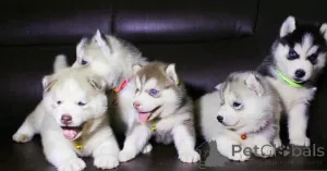 Фото №1. сибирский хаски - купить в Гринберг за договорная. Объявление №162393