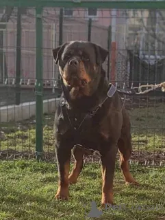 Дополнительные фото: Rottweiler, Top Puppy