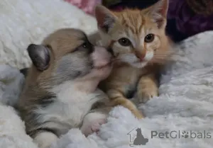 Дополнительные фото: Щенок вельш-корги