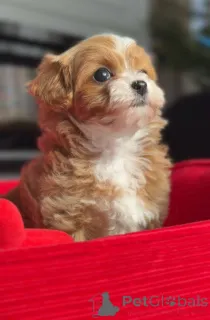 Фото №2 к объявлению №166821 о продаже беспородную - купить в Германии заводчик