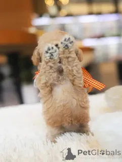 Фото №2 к объявлению №154337 о продаже пуделя (той) - купить в США заводчик