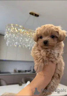 Фото №1. мальтипу - купить в Зальцбург за договорная. Объявление №156283