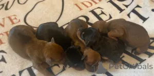 Дополнительные фото: Чистый 100% заводчик, имеющий лицензию миниатюрного пинчера