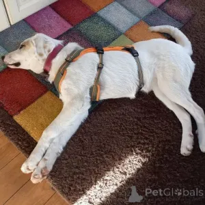 Фото №3. Щенок смешанной породы, сука.  Германия