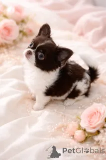 Фото №1. чихуахуа - купить в Днипро за 92767₽. Объявление №165891