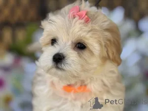 Фото №1. мальтипу - купить в Венорф Бей Гамбург за 83490₽. Объявление №150180