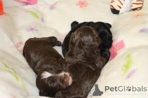 Фото №3. Bolonka Weta FCI Puppy.  Польша