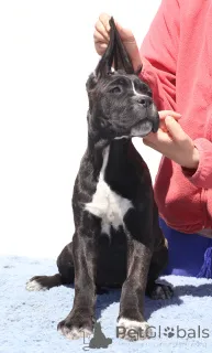 Дополнительные фото: Челси из SPQR Corso FCI Pedigree