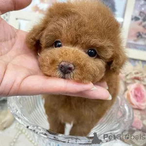 Фото №3. Поздравляем, ребята, свяжитесь с WhatsApp Business по телефону 447450021323..  Финляндия