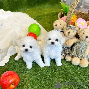 Фото №1. беспородная - купить в Хельсинки за договорная. Объявление №82878