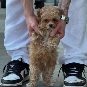 Фото №4. Продажа мальтийскую болонку в Корри частное объявление - цена договорная