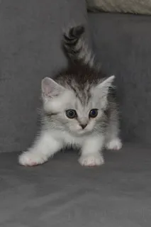 Дополнительные фото: Породные Шотландские котята