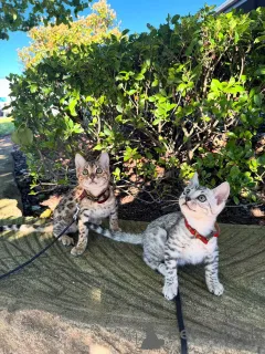 Фото №1. бенгальская - купить в Мюнхене за 69575₽. Объявление №152540