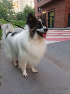 Фото №1.  - купить в Балашихе за Бесплатно. Объявление №148665