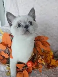 Фото №3. МЬЙТАВАНЭ СКОТЛАННИНРУУСУКИСЕННУТ. Финляндия