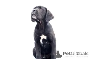 Фото №1. кане-корсо - купить в Buzău за 185534₽. Объявление №140487