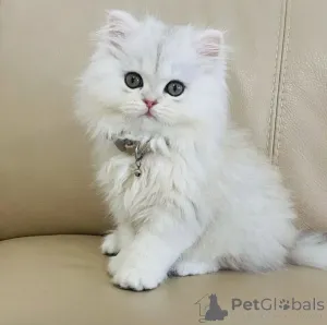 Фото №1.  - купить в Милане за Бесплатно. Объявление №162280