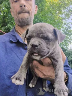 Дополнительные фото: Американские карманные щенки хулигана