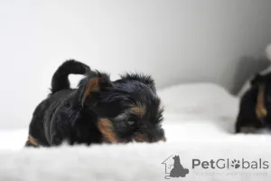 Дополнительные фото: Вакцинированные щенки йоркширского терьера доступны для заботливых домов