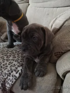 Дополнительные фото: Щенки неаполитанского мастифа