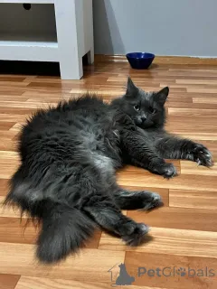 Дополнительные фото: Шикарная Марси