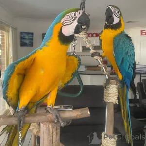 Фото №4. Продажа  в Плохой Хомбург перед высотой  - цена 60212₽