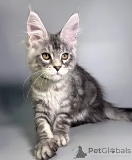 Фото №2 к объявлению №163663 о продаже мейн-кун - купить в Германии заводчик