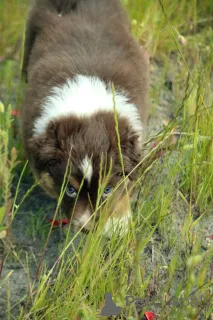 Дополнительные фото: Миниатюрный американский пастух (MAS) щенка мужчина