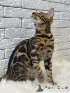 Дополнительные фото: Шикарный Бенгальский кот