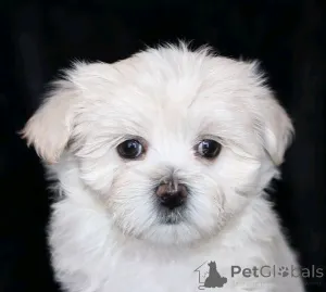 Фото №3. Мальтийский Уэлпен Береит Фюр Нюусер.  Германия