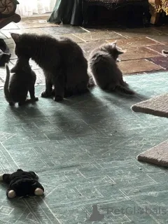 Фото №3. Здоровье котят Мейнкун гарантировано. Швейцария