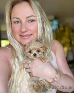 Фото №3. Элитные мини микро мальтипу той пудель пушон.  Беларусь