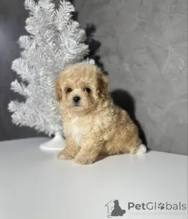 Фото №3. Мыйты. Киитос киинностуксестаси. Ота юттейта..  Финляндия