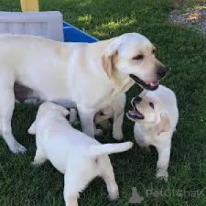 Фото №3. Лабрадоринотаянский пеннат валмиина уусийн котейхин.  Финляндия