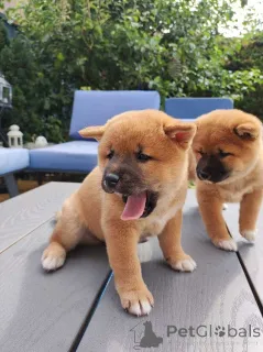 Фото №1. сиба-ину - купить в Финхолмен за договорная. Объявление №162578