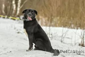 Фото №3. Байрон ищет любящую семью..  Россия