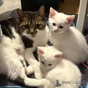 Фото №1. турецкий ван - купить в Байербах за 34150₽. Объявление №167246