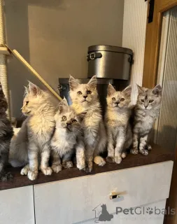 Фото №1. мейн-кун - купить в Беллингем за договорная. Объявление №158079