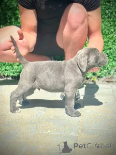 Дополнительные фото: Щенки кане корсо