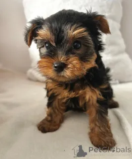 Фото №3. (Йоркшир). Щенки.  Германия