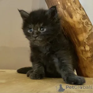 Фото №2 к объявлению №164835 о продаже мейн-кун - купить в Финляндии частное объявление, заводчик